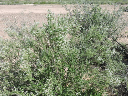 Aloysia gratissima