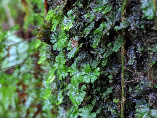 Hymenophyllum sibthorpioides image