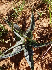 Ledebouria luteola