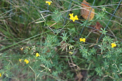 Lotus corniculatus