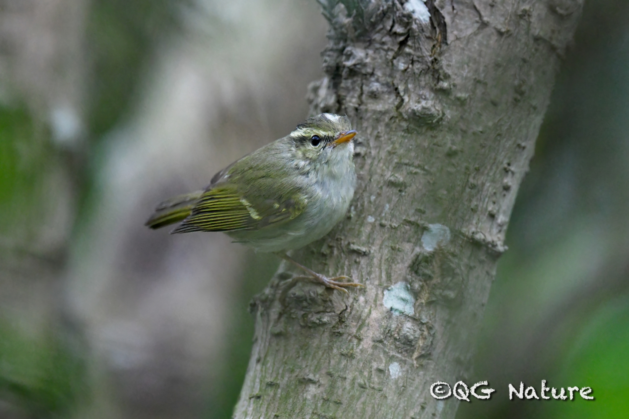 Claudia's Leaf Warbler