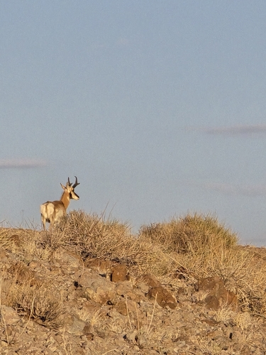 Pronghorn
