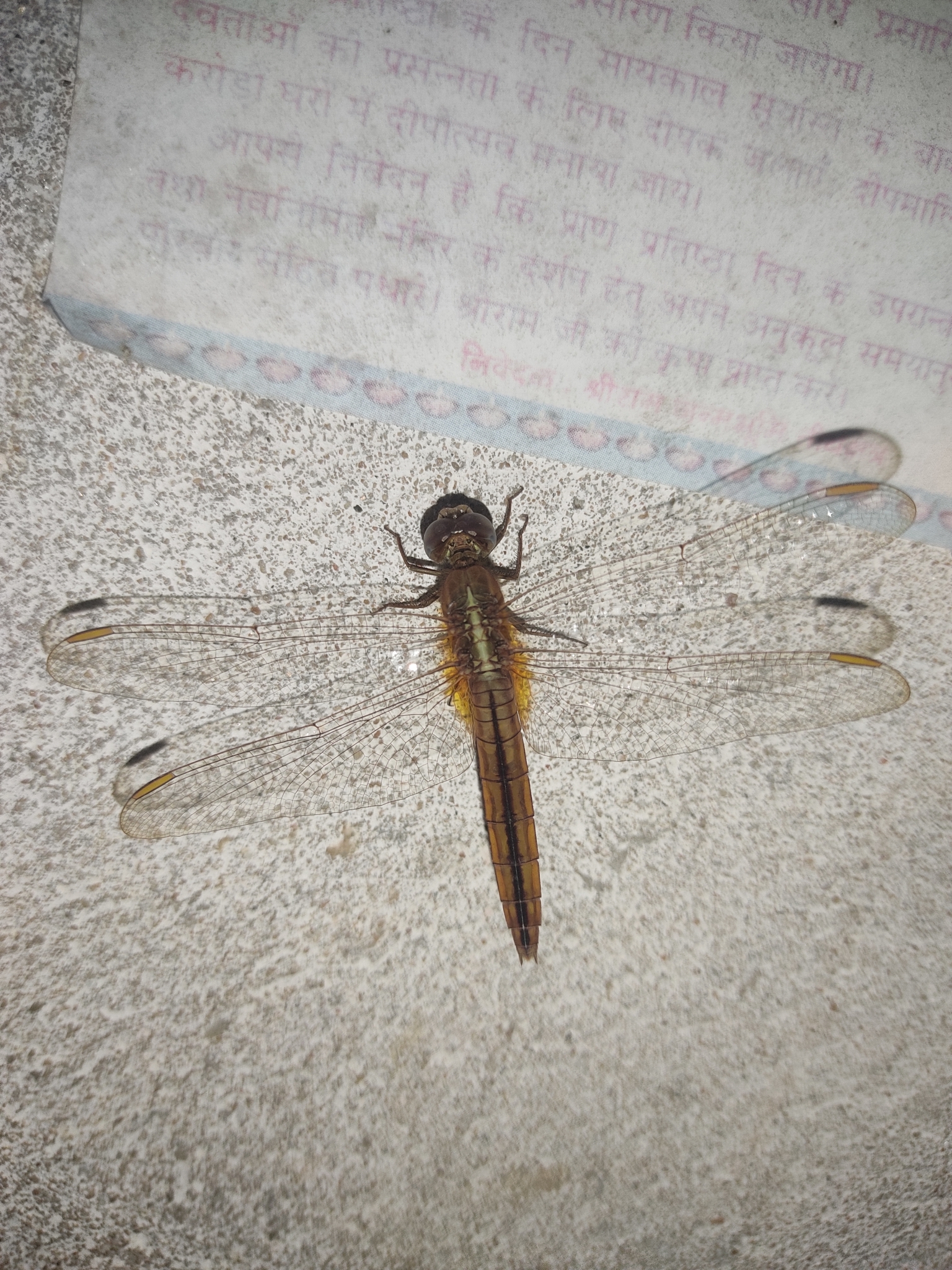 Scarlet Skimmer