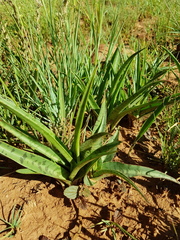 Ledebouria luteola