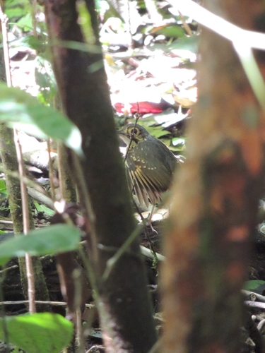 Streak-chested Antpitta (Hylopezus perspicillatus), photo 5
