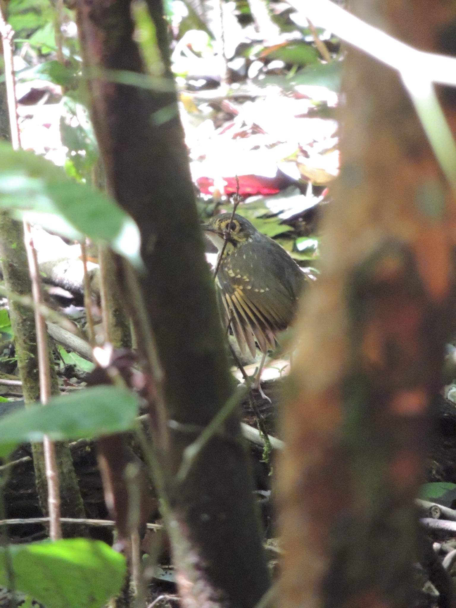 Streak-chested Antpitta (Hylopezus perspicillatus), photo 4