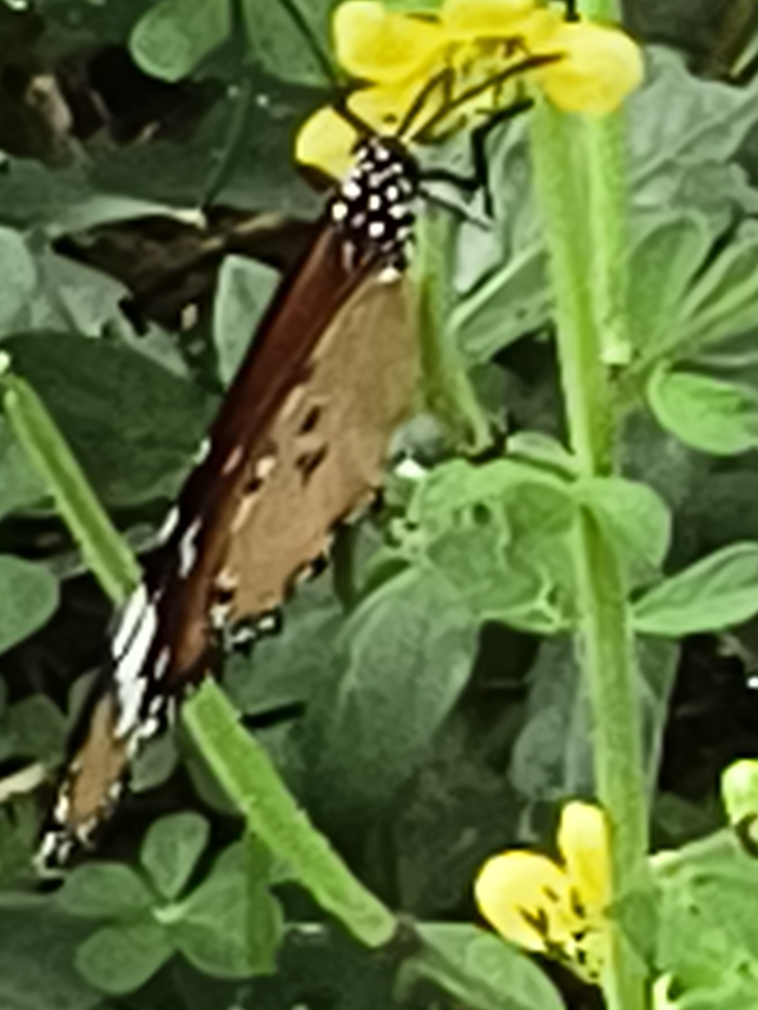Plain Tiger
