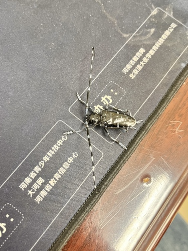 Citrus Longhorn Beetle