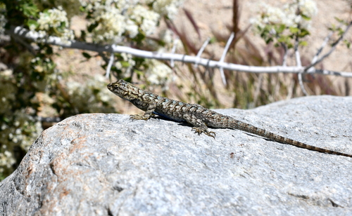 iNaturalist observation photo of Great Basin Fence Lizard