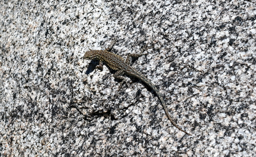 iNaturalist observation photo of Common Side-blotched Lizard