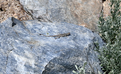 iNaturalist observation photo of Common Sagebrush Lizard