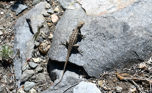 iNaturalist observation photo of Common Sagebrush Lizard