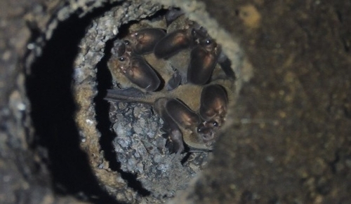 White-throated Round-eared Bat