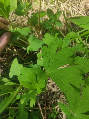 Anemonastrum baicalense, photograph 5