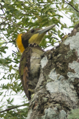 Chrysophlegma flavinucha