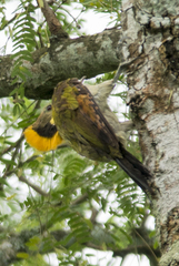 Chrysophlegma flavinucha