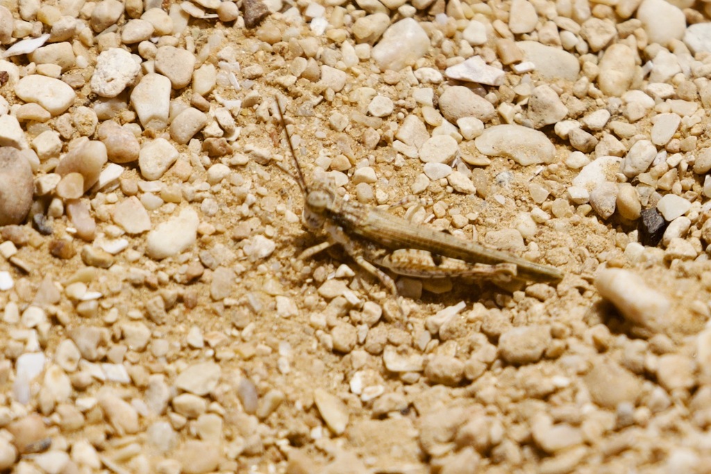 Egnatioides