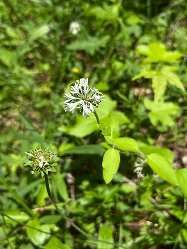 Piedmont Barbara's-buttons (Marshallia obovata)