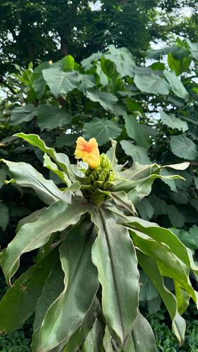 Costus guanaiensis observed 2025-05-15