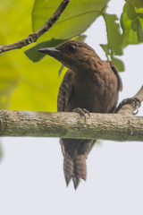 Micropternus brachyurus