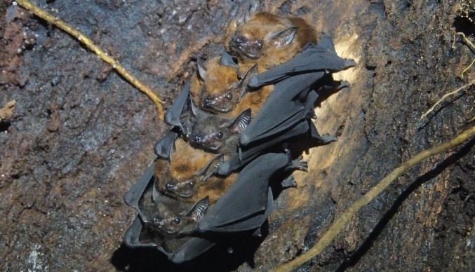Chestnut Sac-winged Bat