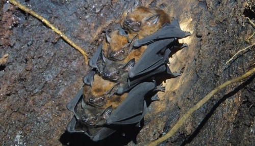 Chestnut Sac-winged Bat