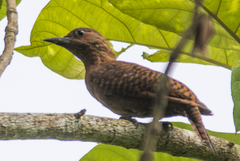 Micropternus brachyurus