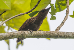 Micropternus brachyurus