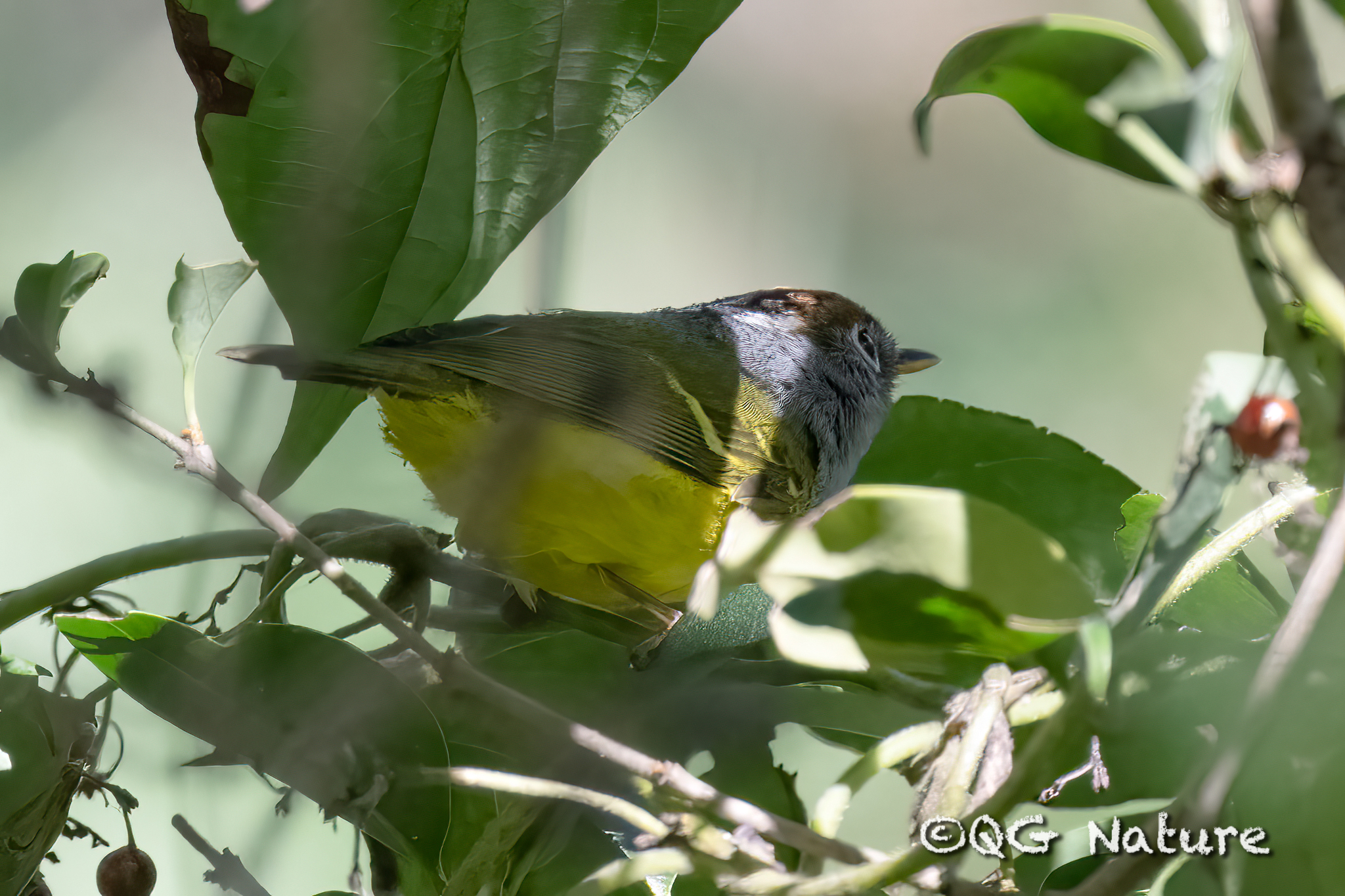 Chestnut-crowned Warbler