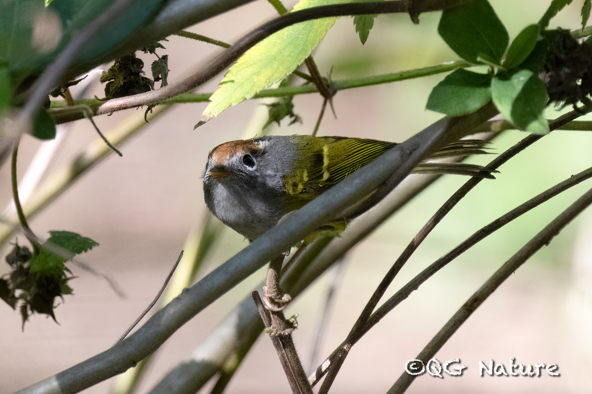 Chestnut-crowned Warbler