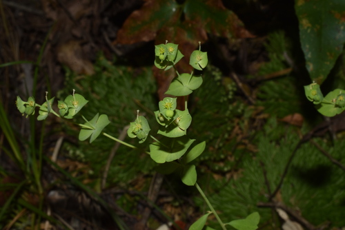 Euphorbia nesomii