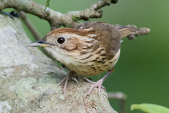 Pellorneum ruficeps