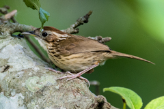 Pellorneum ruficeps