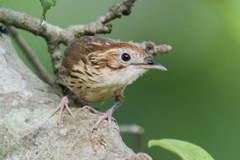 Pellorneum ruficeps