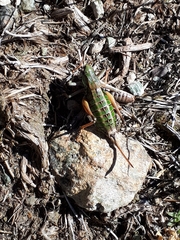 Anonconotus pusillus