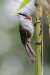 Pomatorhinus schisticeps