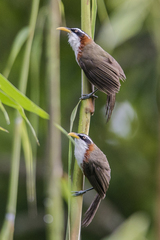 Pomatorhinus schisticeps