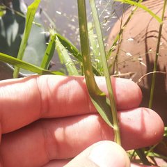 Eleusine multiflora