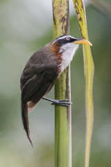 Pomatorhinus schisticeps