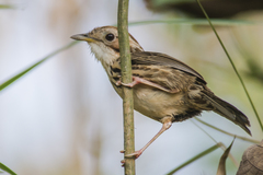 Pellorneum ruficeps