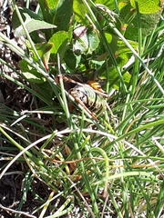 Anonconotus pusillus