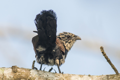 Centropus bengalensis