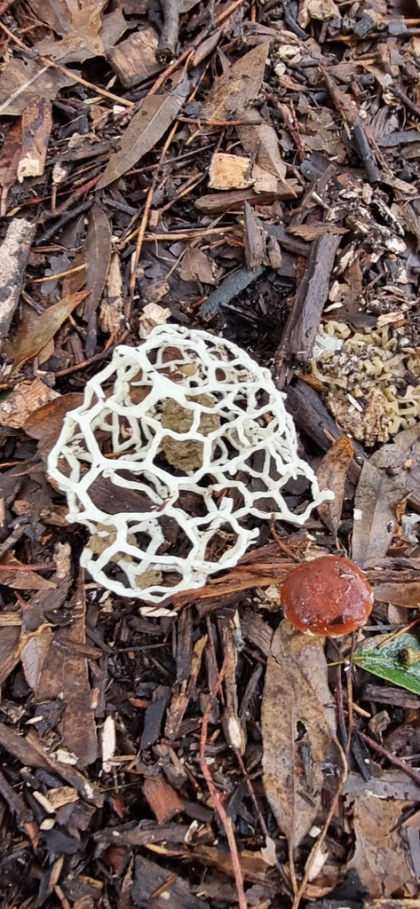 Ileodictyon gracile · May 2025 · photo: © kbbushcare (iNaturalist, cc0)