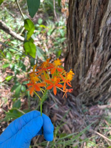 Epidendrum radicans