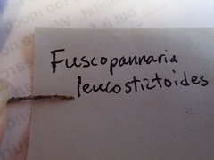Fuscopannaria leucostictoides