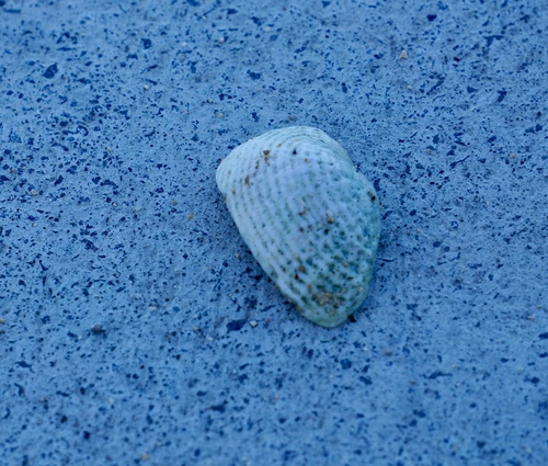 Fimbria fimbriata observed 2025-05-22