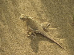 Phrynocephalus mystaceus