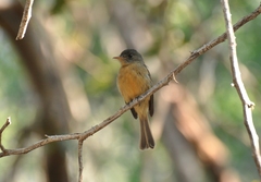 Contopus latirostris blancoi