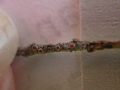 Fuscopannaria leucostictoides