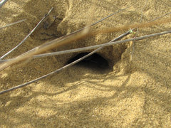 Phrynocephalus mystaceus